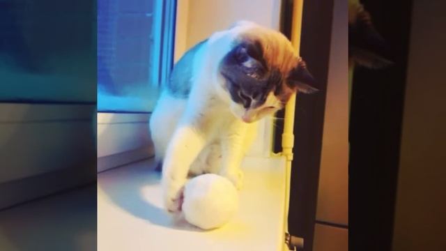 Кот лепит снежок :) кот любит снег)