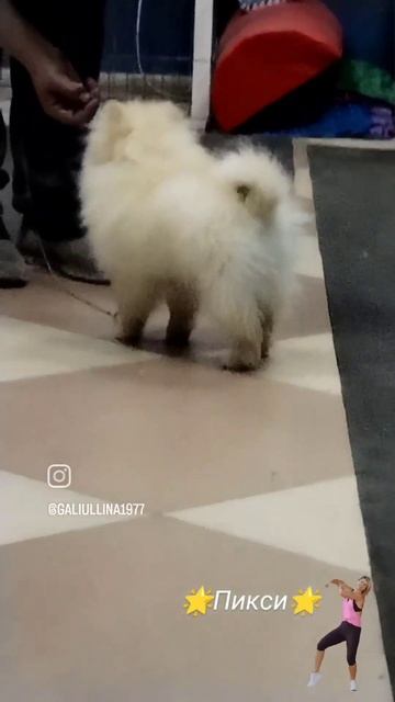Померанский шпиц Пикси на дрессировке в зале.Готовимся к выставке.