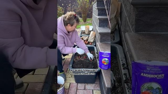 Как вырастить ИДЕАЛЬНЫЕ тюльпаны в КАШПО? растения т?