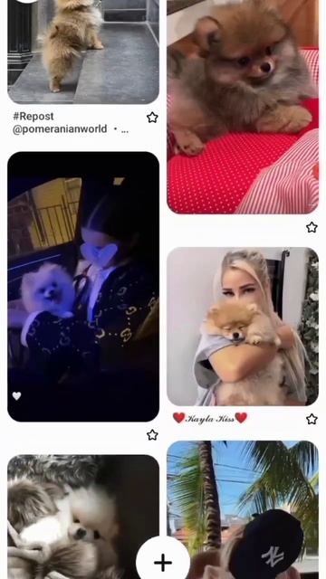 #шпиц#песня не подходящая❤❤❤