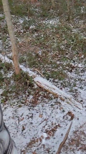 В лесу растаял снег