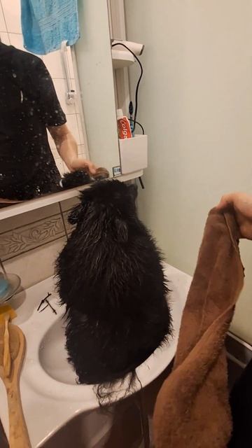 засор или как мыть лапы без истерик🤣 #шпиц #собака #демон #животные #питомцы #цвергшнауцер