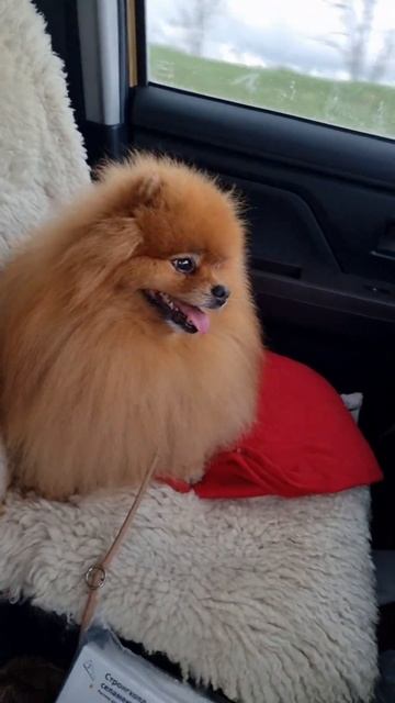 Мысль#собака #шпиц #spitz #dogs #pekingese #пекинес #dogshow #pomeranian