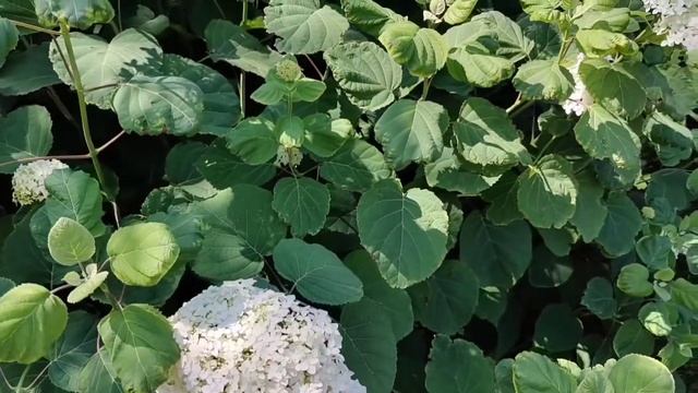 87c80fcab4377e68abc416a06f76ff89