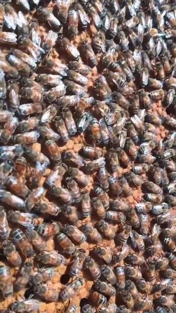 Спокойная пчела Бакфаст #shorts #бакфаст #пчеловодство #мед