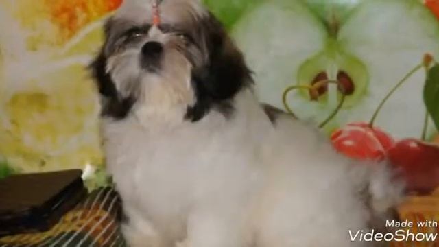 Шпицы из Питера-продажа