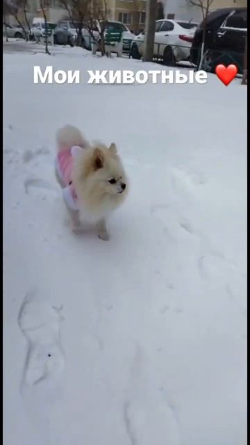 Любовью сердце наполняется❤️ #животные #краснодар #shorts #видеоссобаками