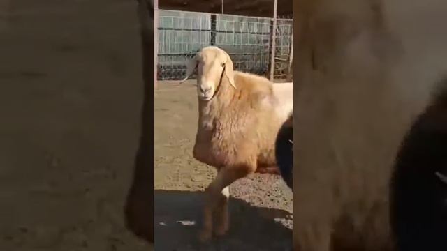 УРЫКТЫК КОШКАРЛАР  2-3 жаста Жамбыл облысы Луговойда номер ☎️ 707 738 18 98 Ерлан