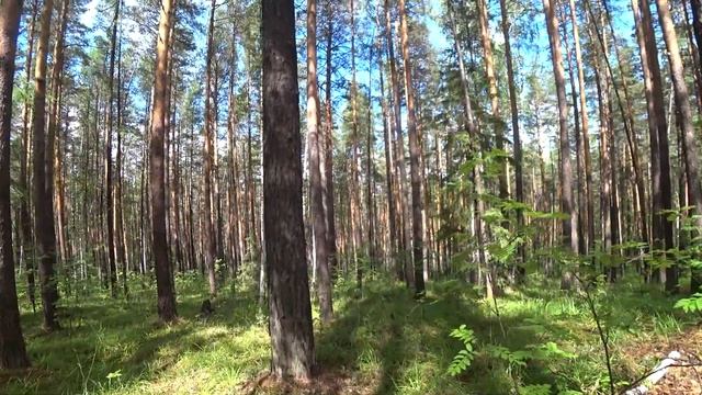 Скалы Петра Гронского (Петрогром)
