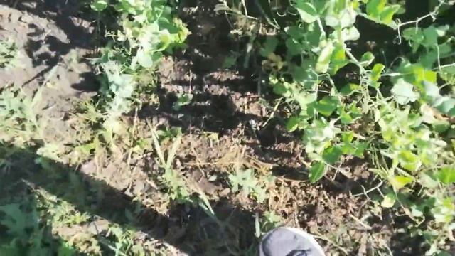 20 июня 2024 г.