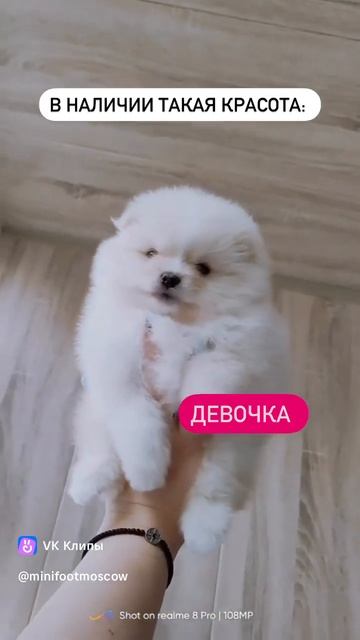 #померанский_шпиц #шпиц #шпицуля #щенкимосква #spitsfire #шпицбу #щенки #spits #москва #померанский