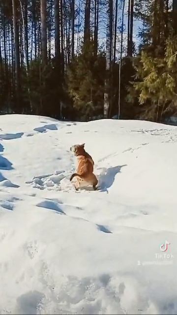 поваляться пока снежок не растаял