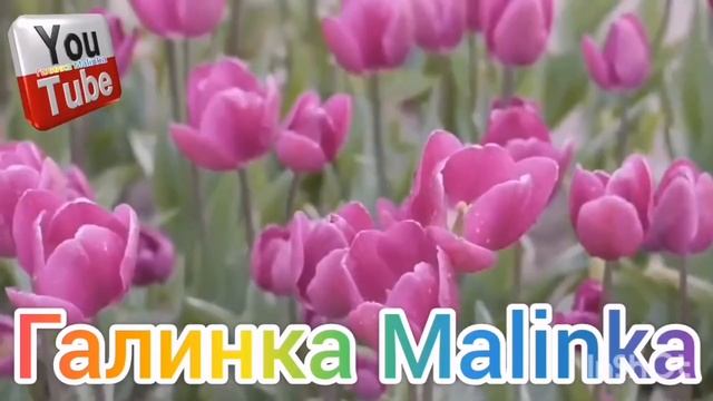 Ольга Уралочка Live /Сволочи /Нагло Врут /Обзор Влогов /Уралочка и Сафар