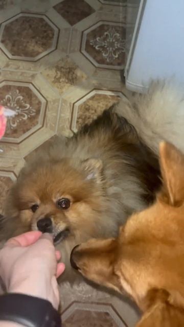 Доброе утро! Банда попрошаек #кфл #карелофинскаялайка #финскийшпиц#шпиц#лайка