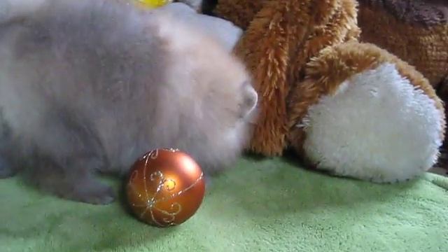 Тагир Из Усадьбы Андреевых