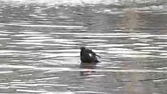 ОПЯТЬ ПЛЫВЕМ.flv