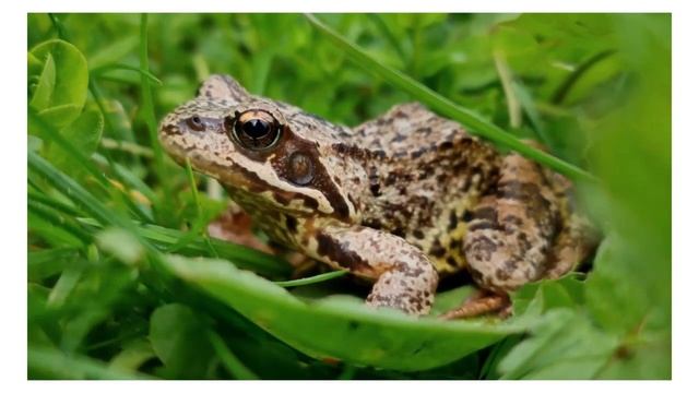 КАК ГОВОРЯТ ЖИВОТНЫЕ