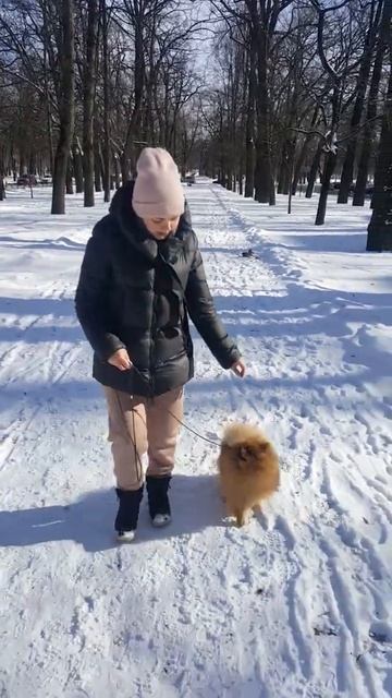 дрессировка померанского шпица