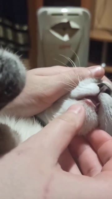 Вы знали, кто у котов тоже выпадают зубы?#пшик #рекомендации #рек #зубкота #recommended #meow #cat