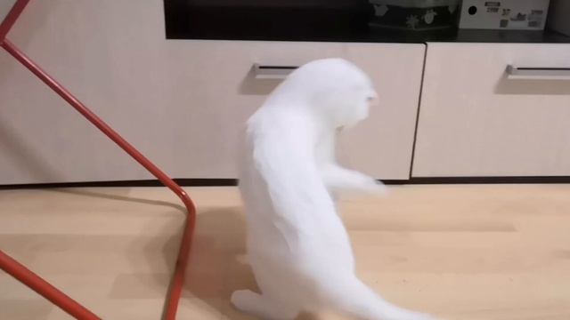 Игруля Снежа 🐈😸😺 / Любимая игрушка кошки /Играем с котэ