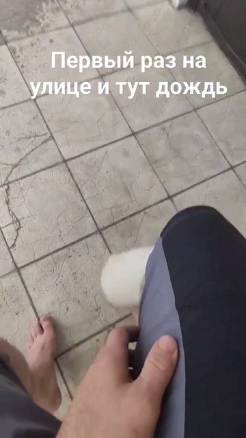 первый раз на улице в дождь немецкий🇩🇪 шпиц