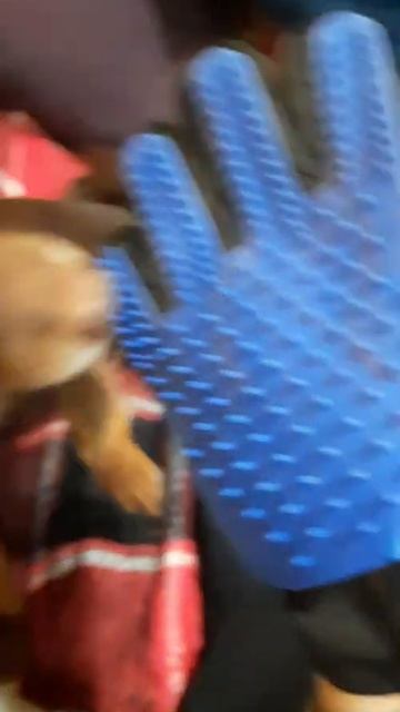 Проверяем нашумевшую перчатку для вычесывания шерсти TrueTouch