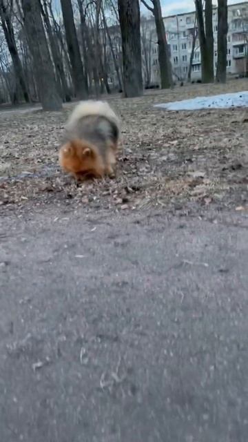 Шпиц после грумера