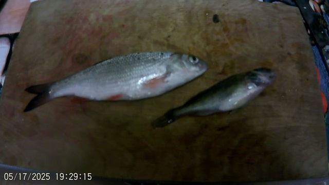 ПЕРВЫЙ УЛОВ 2025Г. 17 МАЯ. Р. ПЫШМА.