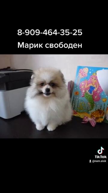 Щенок шпица Марик 2,5 месяца ,ещё  свободен❤️