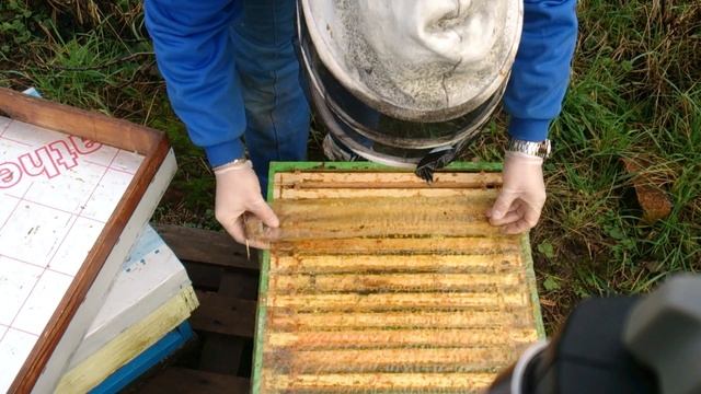 Пчеловодство в Англии. 6.1.2016. Проверка пчел.