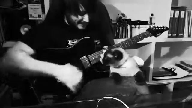 Котяра любит тяжелую музыкуPARTY HARD  Gif & Video 111