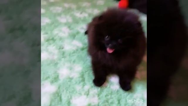 Шпиц померанский Девочка чёрная