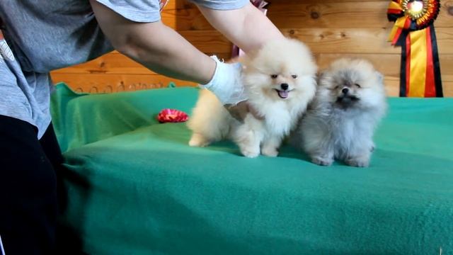 Хьюго и Хан