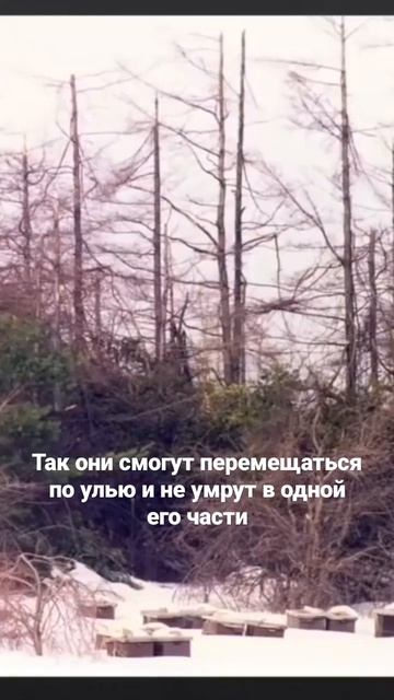 Утепление ульев по Палмеру - отрывок лекции #пчеловодство #пасека #блогсенцова