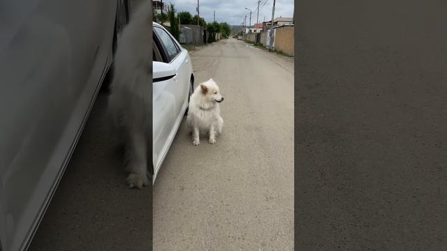 Уникальное и смешное видео! Самоед Оззи выскочил на улицу , не отпускал нас и рвался в машину 😁