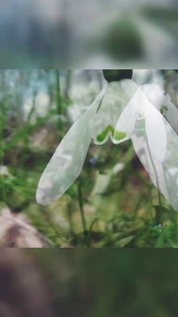 Першоцвіти Ічнянського національного природного парку, 15.03.20р.