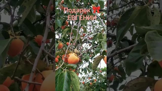 ПОДАРОК с днём рождения, Жанна-Евгения 💐 #абхазия #осень2023 #зож #деньрождения #veraway