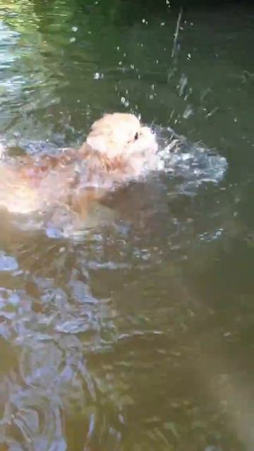 ШПИЦ КУПАЕТСЯ #shorts