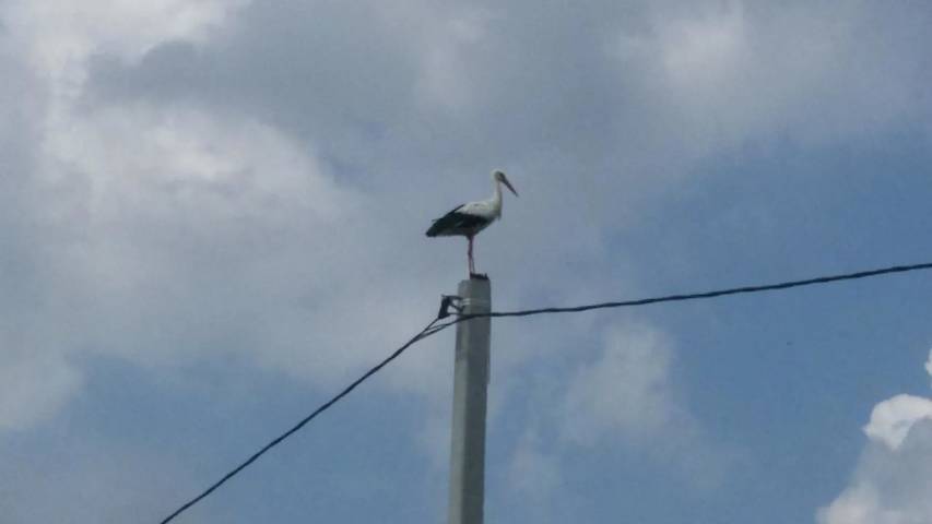 Возвращение белых аистов. 2025 г.