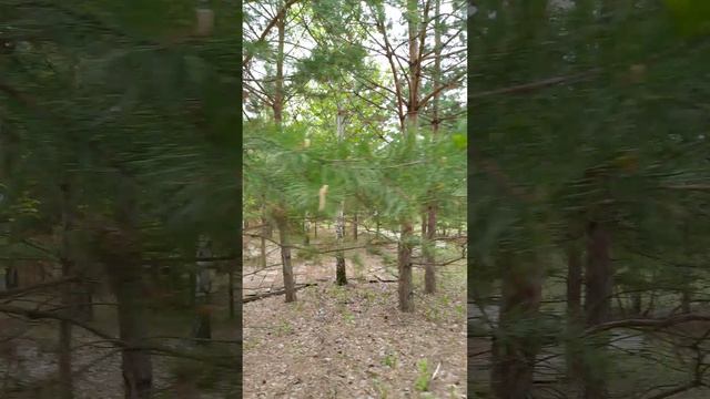 озеро Сингуль . продам уникальные земельные участки