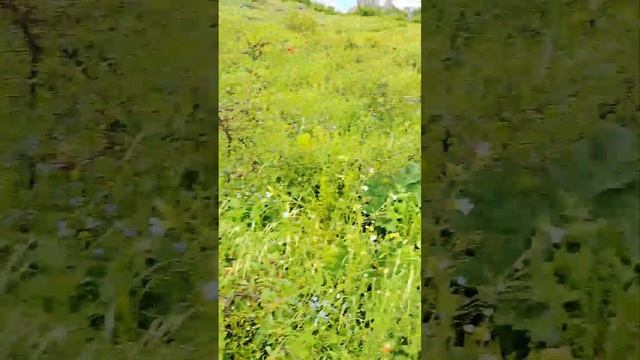 маки Бештау и озеро Лилий