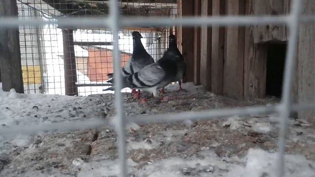 Сергей Солохин Дереши  и цветноголовые