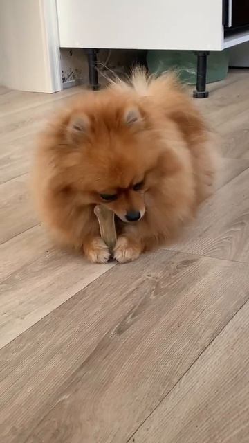 Шпиц Мишель играет с косточкой