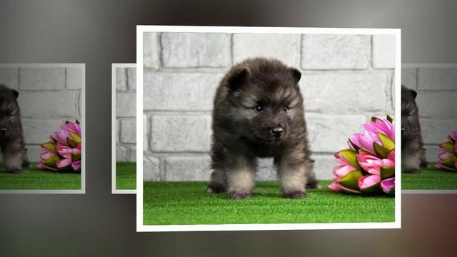 щенки вольфшпица продажа