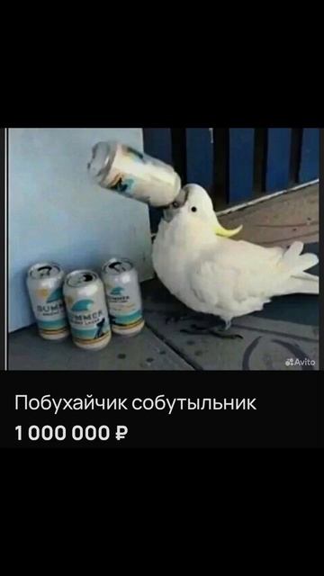 смешные объявления продаж с Avito #хомяк #recommended #мем #рек?