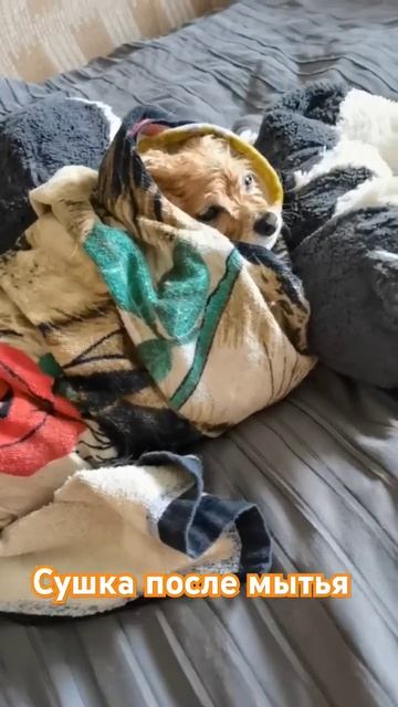 Сушка шпица #немецкийшпиц #шпиц #собака #dog #pomeranian #shpitz #music