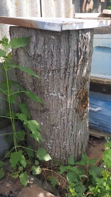 Колода из липы. Работает второй сезон из роя.