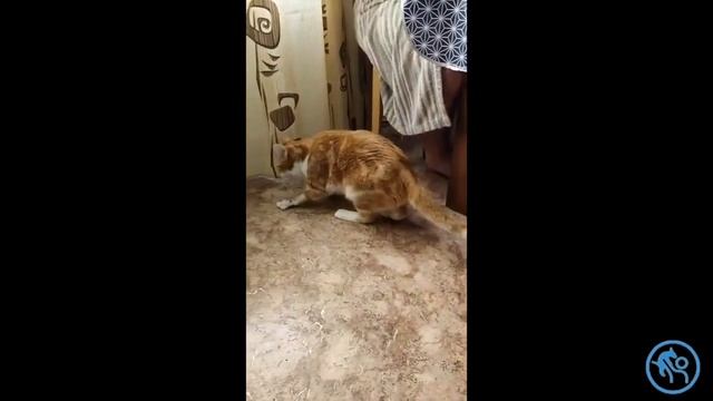 Перелом пястных костей у кошки