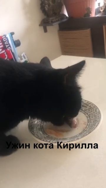Ужин кота Кирилла