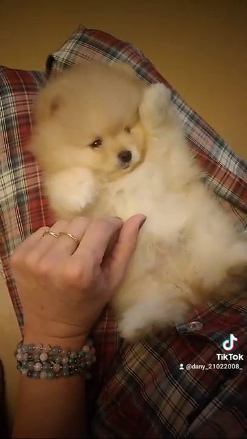 мальчик померанского шпица, крем в продаже, документы, вакцинированная +79032541494